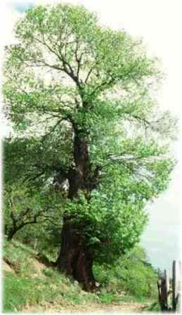  Image name: castagno3.jpg 
 width: 259 pixel 
 height: 448 pixel 
 Size: 17176 bytes 
 Click to enlarge 